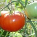 What Is a Hybrid Seed? What Is the Difference Between Open Pollinated and Heirloom Seeds?