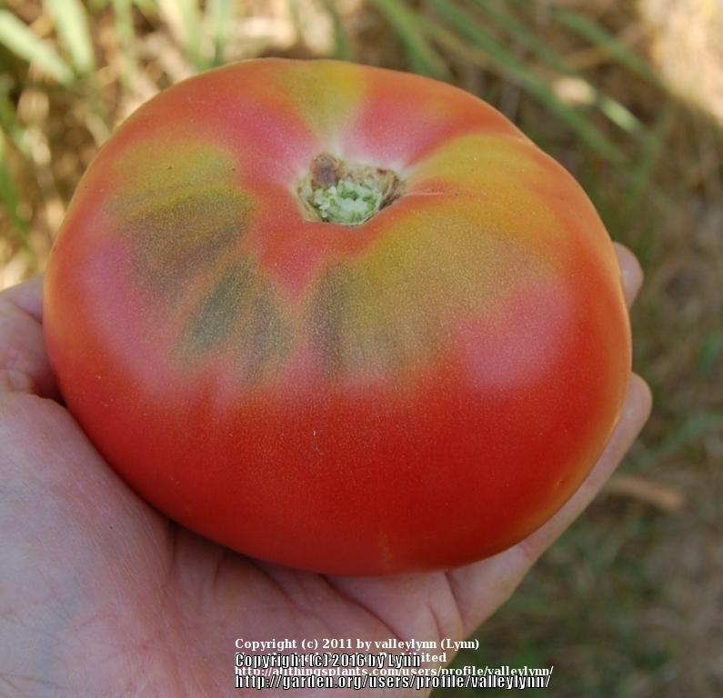 Photo of Tomato (Solanum lycopersicum 'Livingston's Rosy Morn') uploaded by valleylynn