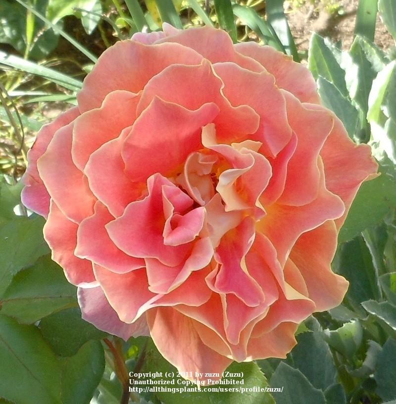 Photo of Rose (Rosa 'Calico') uploaded by zuzu