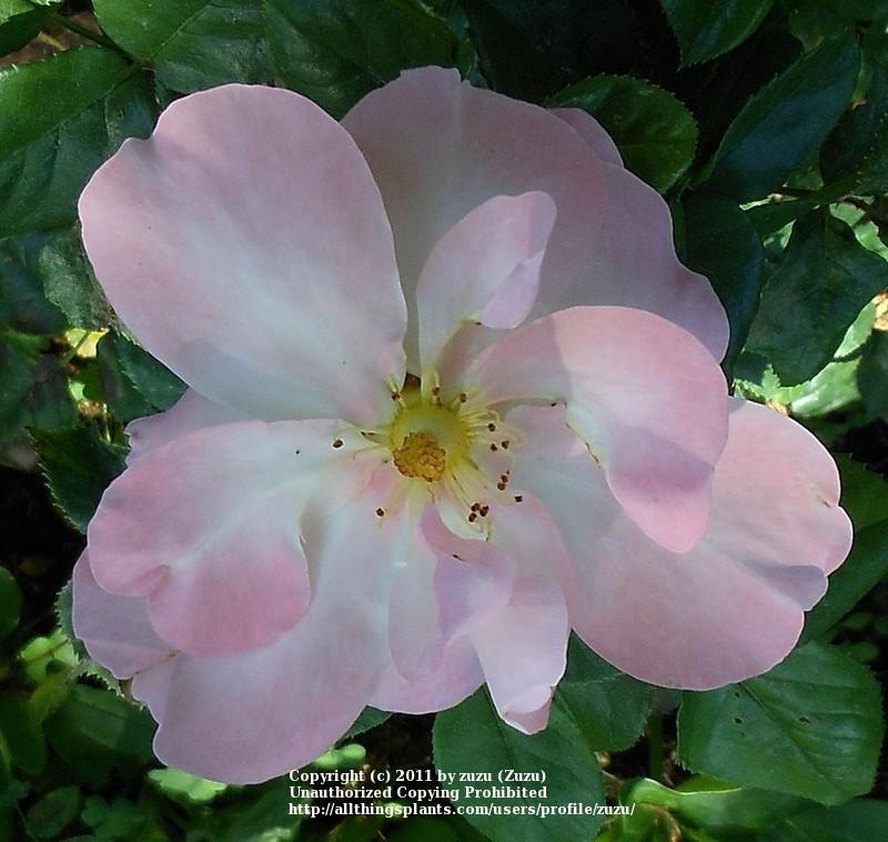 Photo of Rose (Rosa 'Fifi') uploaded by zuzu