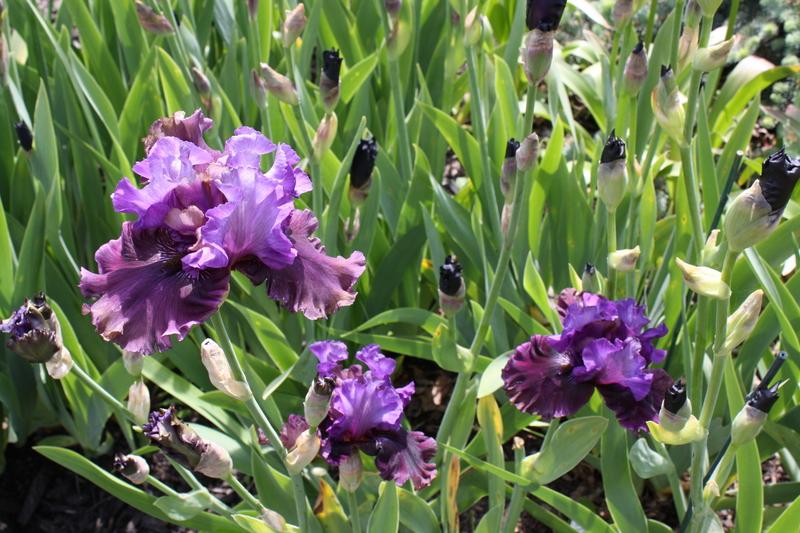 Photo of Tall Bearded Iris (Iris 'Dakota Smoke') uploaded by ARUBA1334