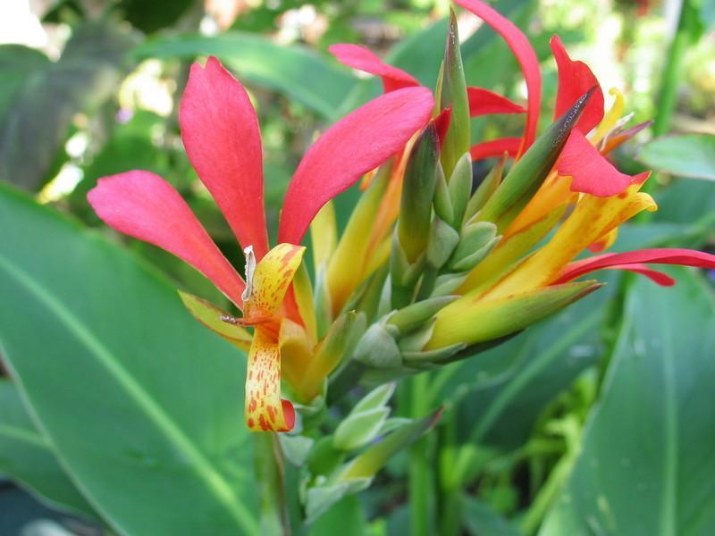 Photo of Canna Lily (Canna indica) uploaded by Calif_Sue