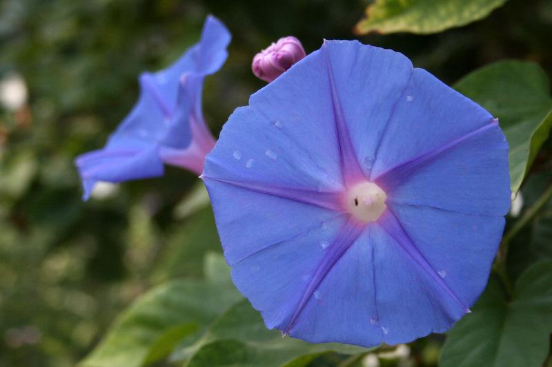 Photo of Oceanblue Morning Glory (Ipomoea indica) uploaded by Calif_Sue