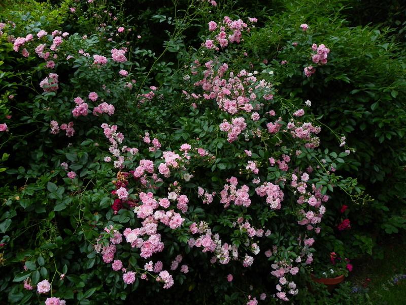 Photo of Rose (Rosa 'The Fairy') uploaded by Newyorkrita