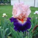 Irises Come in All the Colors of the Rainbow