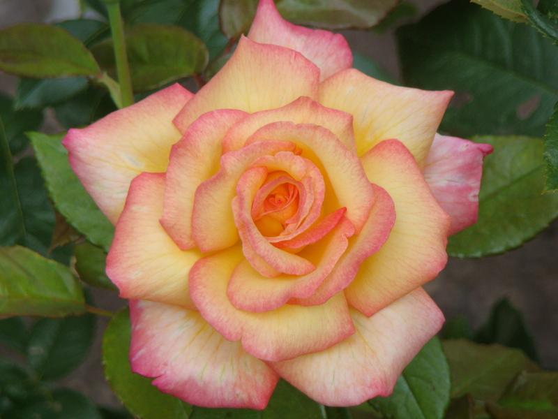Photo of Floribunda Rose (Rosa 'Sheila's Perfume') uploaded by Val