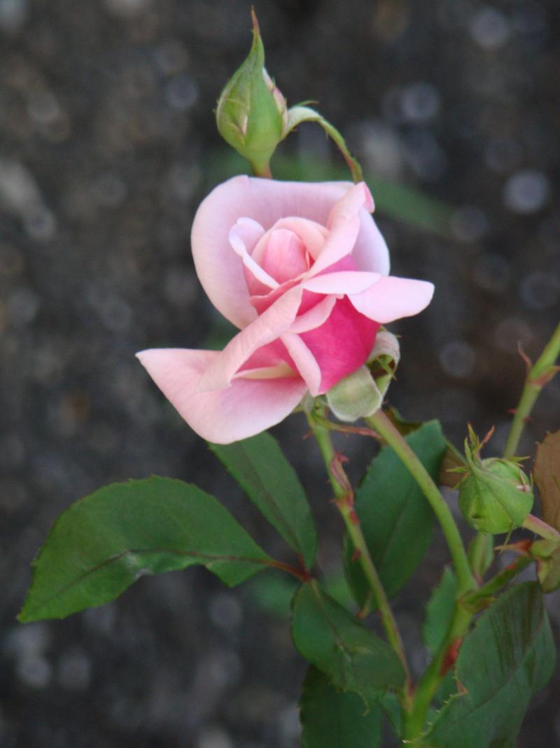 Photo of Rose (Rosa 'Blossomtime') uploaded by Val