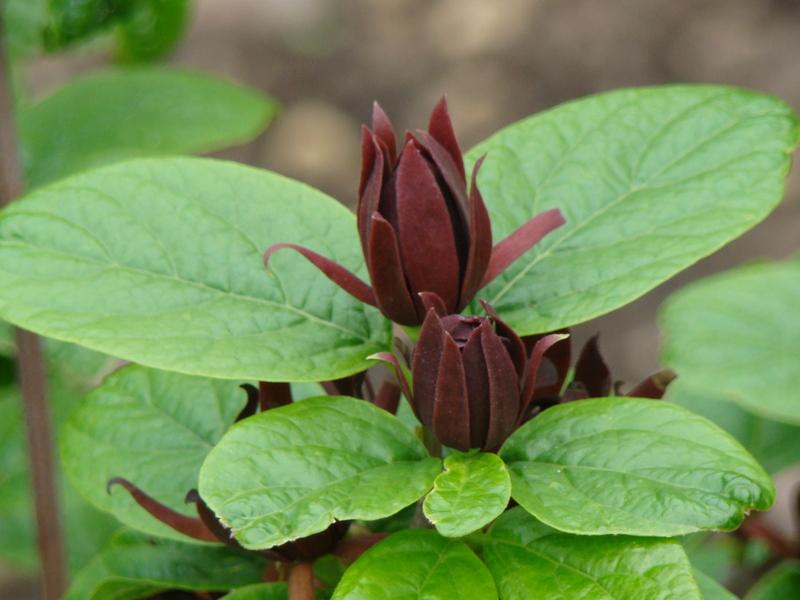 Photo of Sweet Betsy (Calycanthus floridus 'Michael Lindsey') uploaded by Val