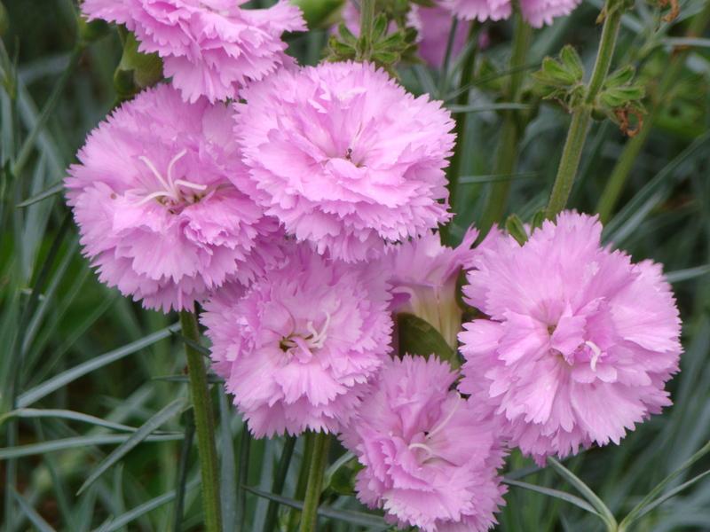 Photo of Cottage Pink (Dianthus 'Rose de Mai') uploaded by Val