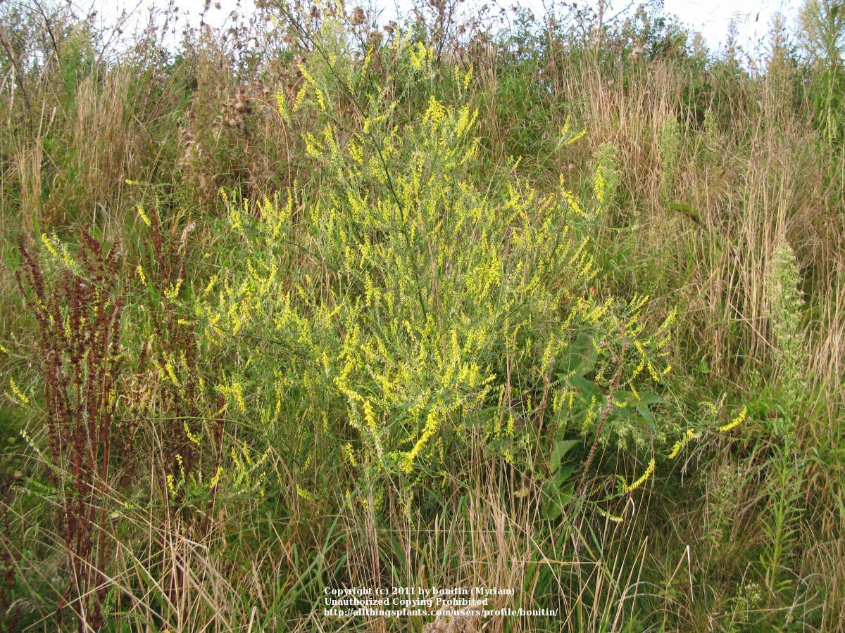 Photo of Yellow Sweetclover (Melilotus officinalis) uploaded by bonitin