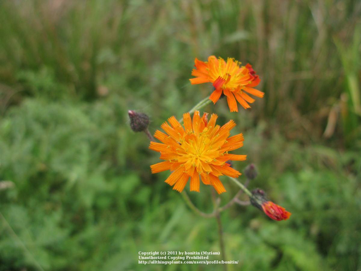 Photo of Orange Hawkweed (Pilosella aurantiaca subsp. aurantiaca) uploaded by bonitin