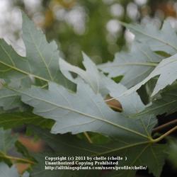Location: My Northeastern Indiana Gardens - Zone 5
Date: 2011-09-30
Lighter Leaf Reverse
