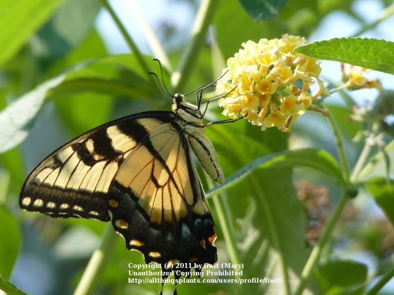 Photo of Butterfly Bush (Buddleja 'Honeycomb') uploaded by fiwit