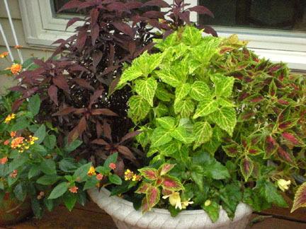 Photo of Coleus (Coleus scutellarioides Electric Lime®) uploaded by ge1836