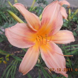 Location: gladwin michigan
Date: 2011-07-12
good growing plant.