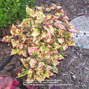 A favorite coleus, for it's bright color and tight growth form. S