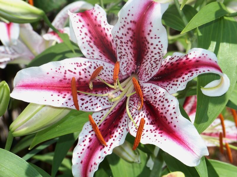 Photo of Oriental Lily (Lilium 'Dizzy') uploaded by mattsmom