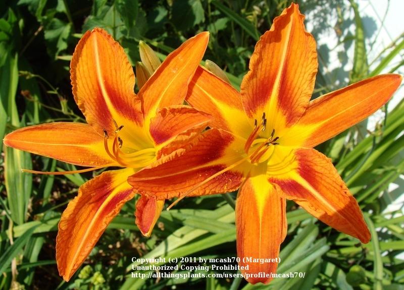 Photo of Ditch Lily (Hemerocallis fulva) uploaded by mcash70
