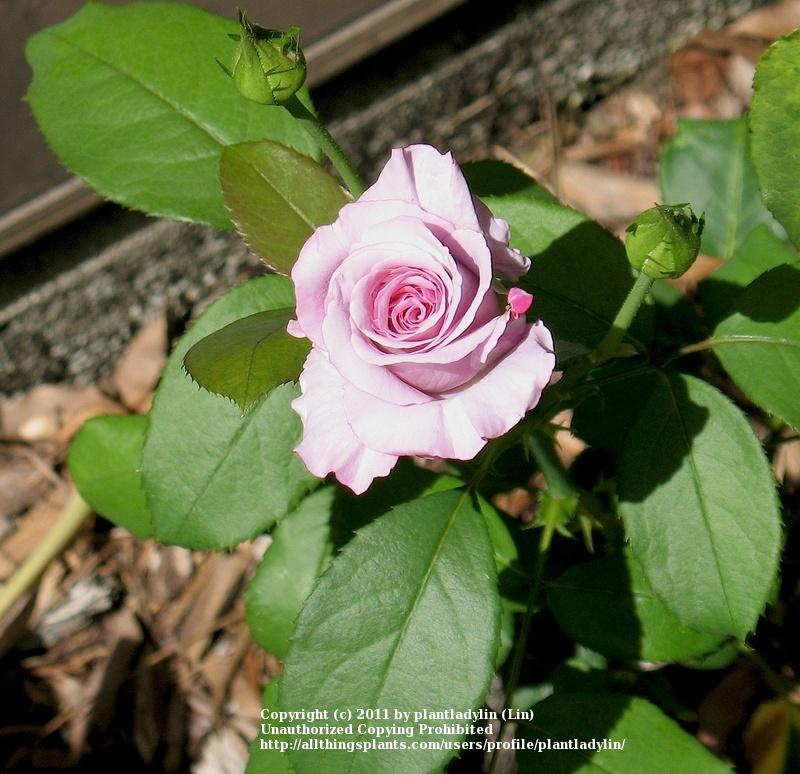 Photo of Rose (Rosa 'Angel Face') uploaded by plantladylin