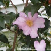 Provides beautiful Fall blooms when the garden is going to sleep.