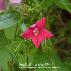 Location: Winston Salem, NC
Date: 2011-09-28
A very delicate, small flower, but a powerful draw to the Hummers