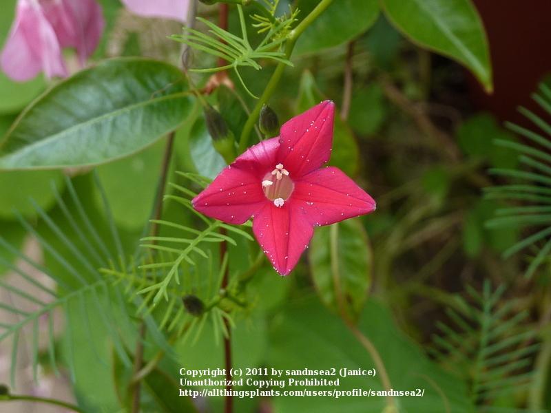 Photo of Cypress Vine (Ipomoea quamoclit) uploaded by sandnsea2