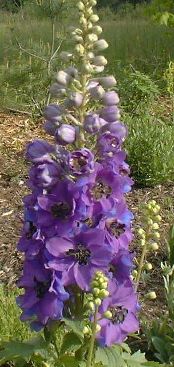 Photo of Delphiniums (Delphinium) uploaded by vic