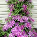 How and Why to Prune Clematis
