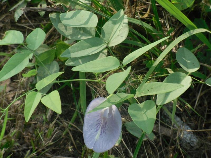 Photo of Butterfly Pea (Clitoria mariana) uploaded by wildflowers