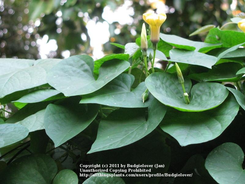 Photo of Yellow Morning Glory (Ipomoea ochracea) uploaded by Budgielover