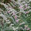Salvia leucantha 'Danielle's Dream' aka 'Ferpink' & 'Pink Velour'
