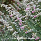 Salvia leucantha 'Danielle's Dream' aka 'Ferpink' & 'Pink Velour'