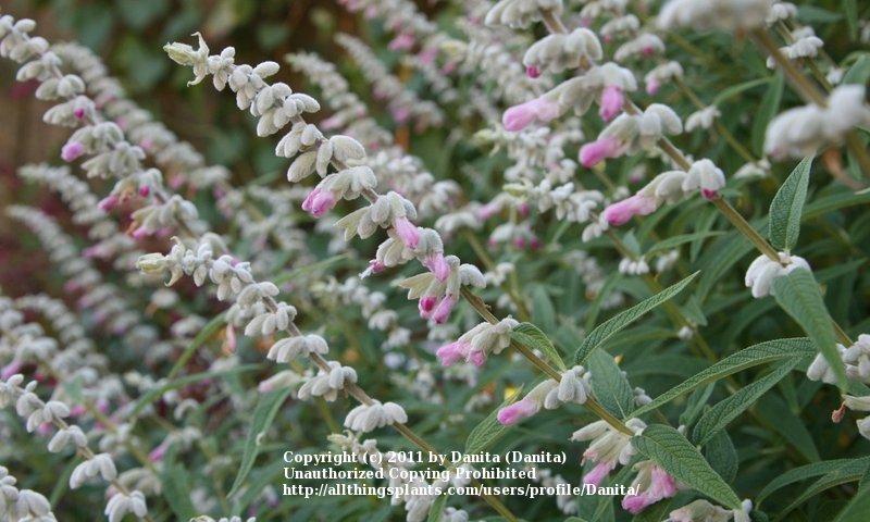 Photo of Mexican Bush Sage (Salvia leucantha 'Danielle's Dream') uploaded by Danita