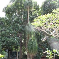 Location: Southeast Florida
Date: October 1, 2011
Tallest example I have found of this beautiful tree.