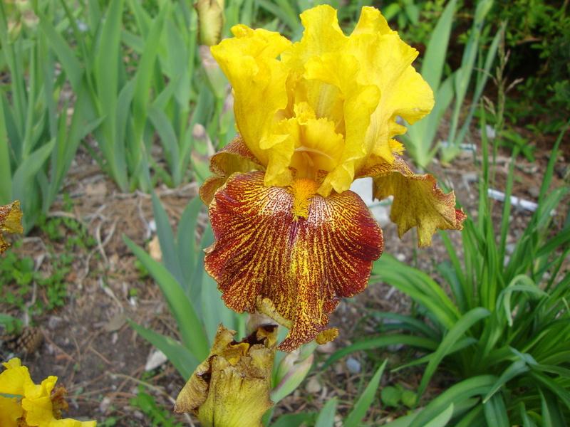 Photo of Tall Bearded Iris (Iris 'Jitterbug') uploaded by Paul2032