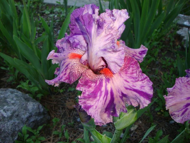 Photo of Tall Bearded Iris (Iris 'Squid Squirt') uploaded by Paul2032