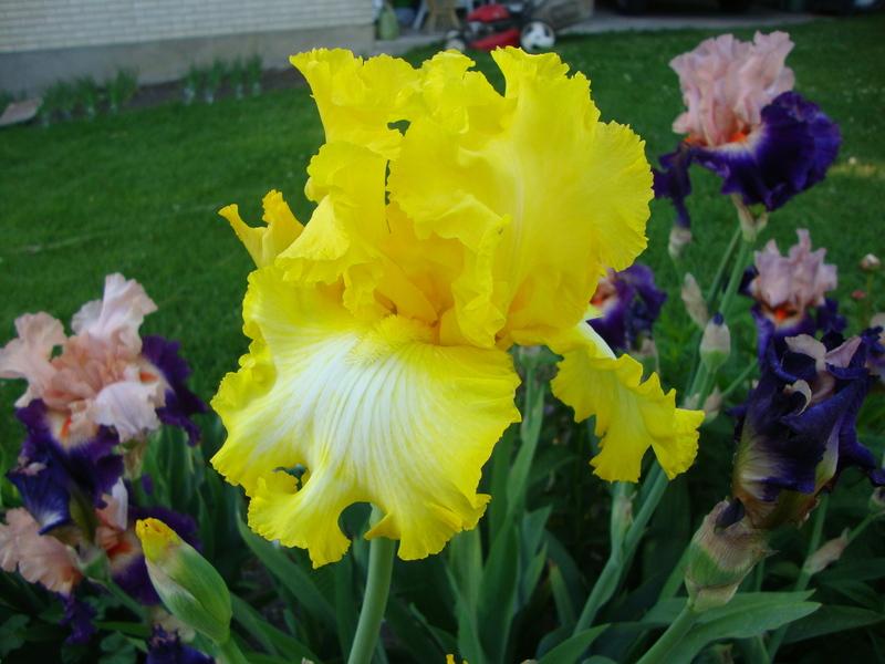 Photo of Tall Bearded Iris (Iris 'That's All Folks') uploaded by Paul2032