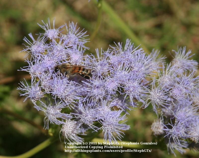 Photo of Gregg's Mistflower (Conoclinium greggii) uploaded by StephGTx