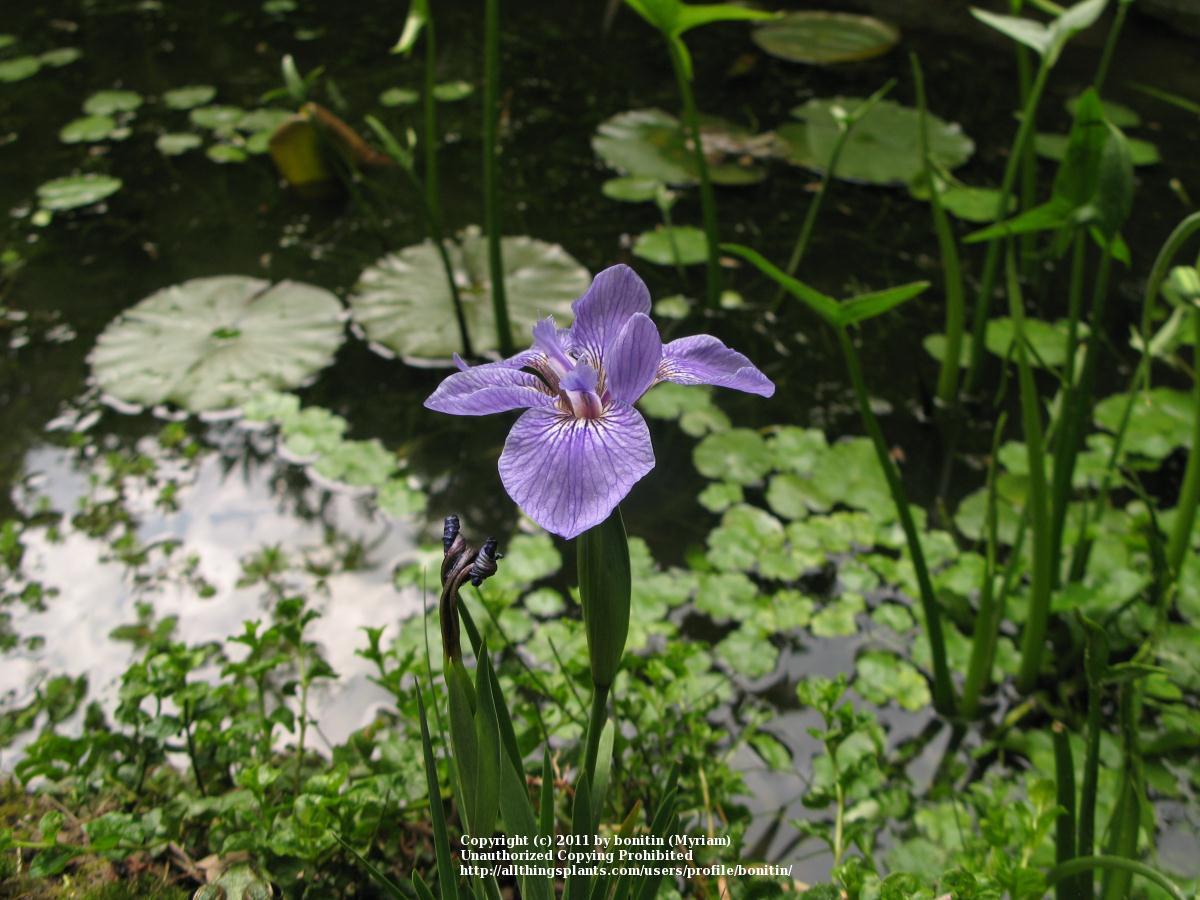Photo of Species Iris (Iris setosa) uploaded by bonitin