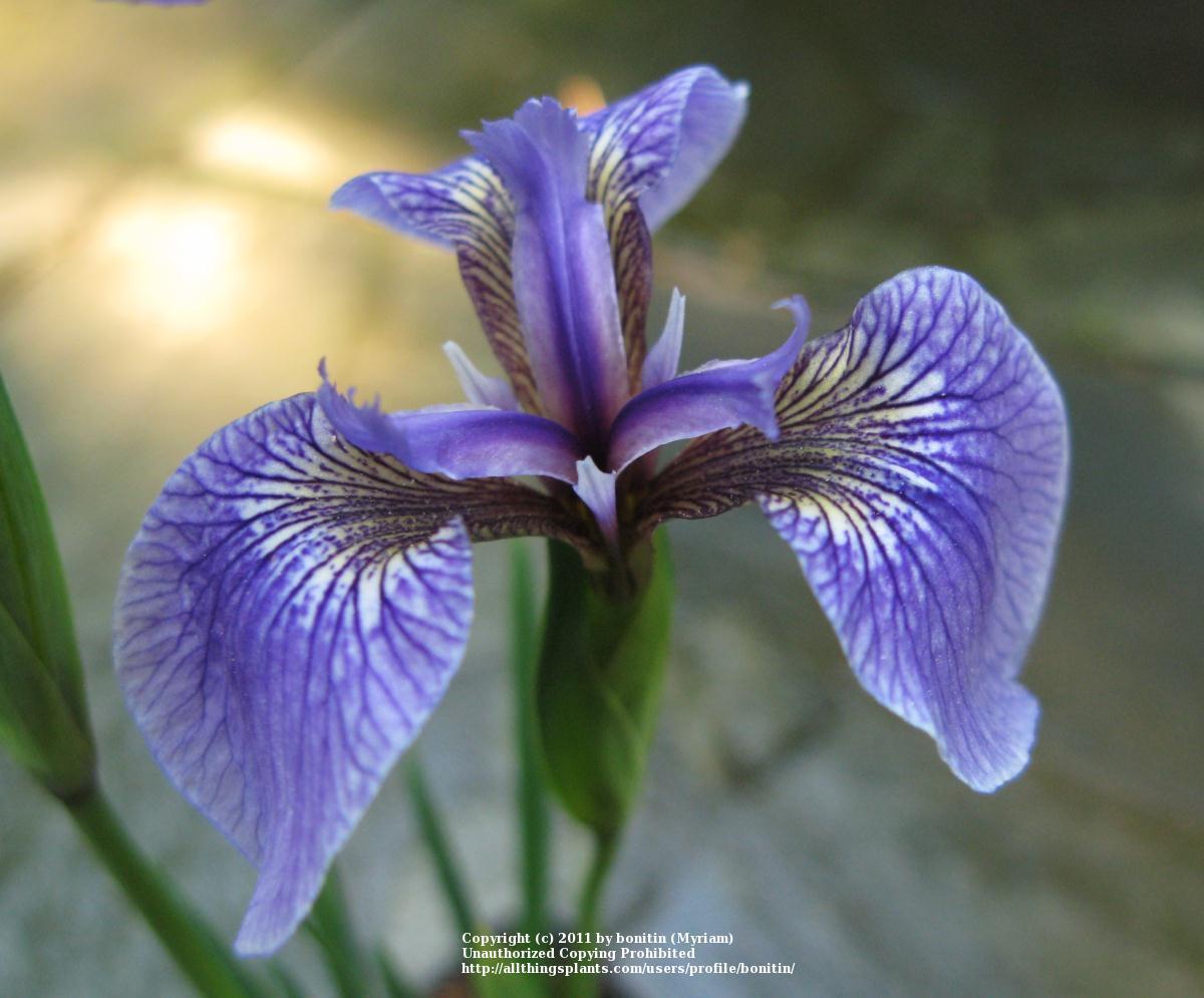 Photo of Species Iris (Iris setosa) uploaded by bonitin