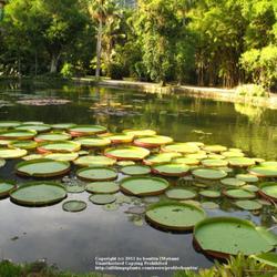 Location: Botanical Garden, Rio de Janeiro
Date: 2010-02-24
