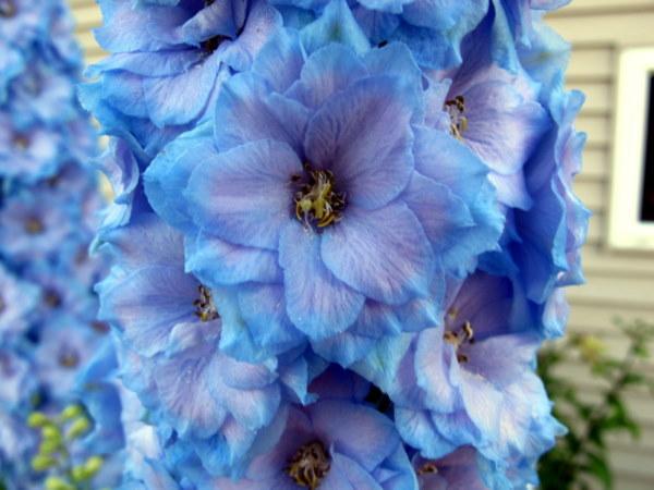 Photo of Larkspur (Delphinium elatum New Millennium™ Blue Lace) uploaded by goldfinch4
