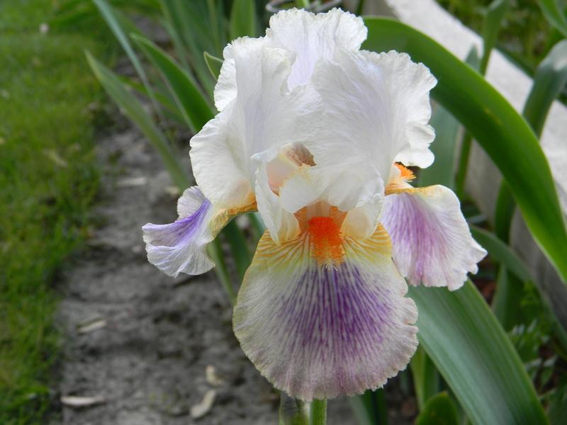 Photo of Tall Bearded Iris (Iris 'Puccini') uploaded by mattsmom