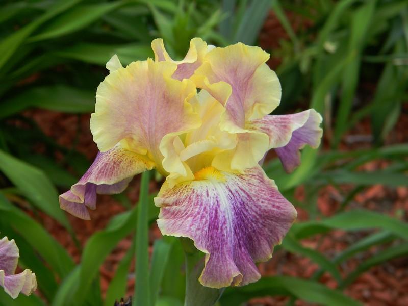 Photo of Tall Bearded Iris (Iris 'Cimarron Trail') uploaded by mattsmom