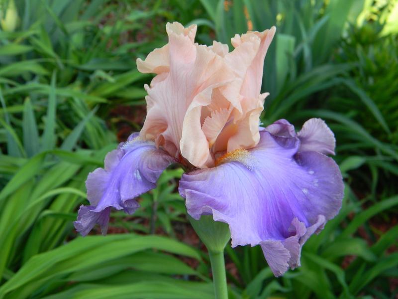 Photo of Tall Bearded Iris (Iris 'Poem of Ecstasy') uploaded by mattsmom