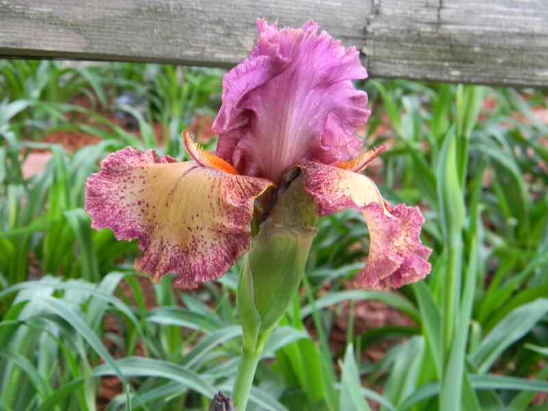 Photo of Tall Bearded Iris (Iris 'Rock Star') uploaded by mattsmom