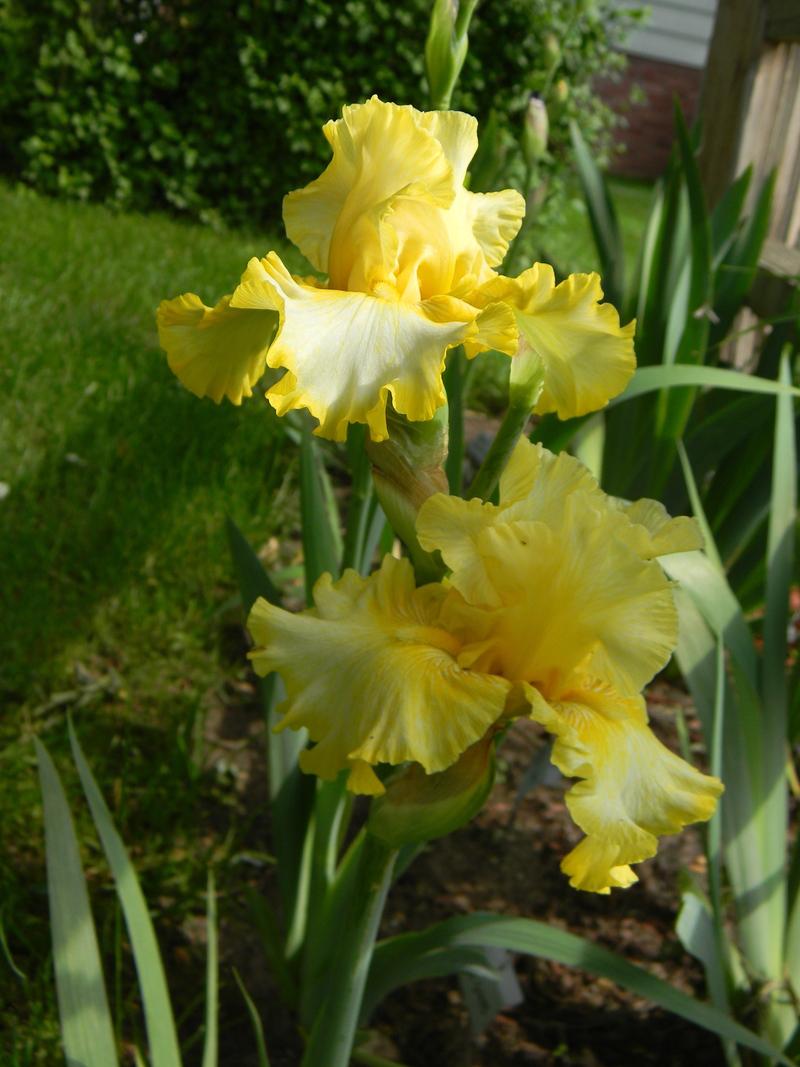 Photo of Tall Bearded Iris (Iris 'Beauty Becomes Her') uploaded by mattsmom