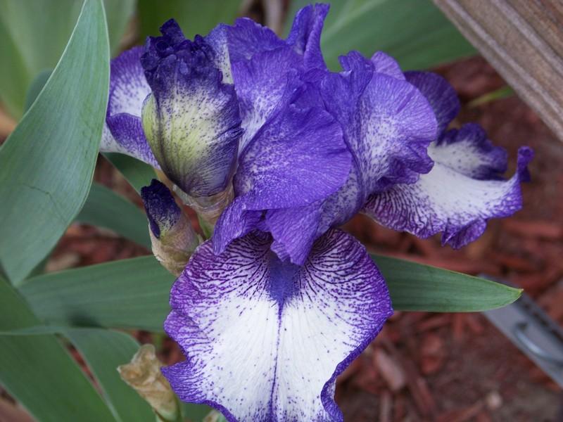 Photo of Tall Bearded Iris (Iris 'Kissing Circle') uploaded by mattsmom