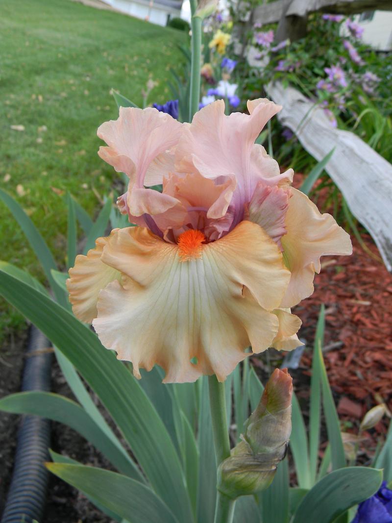 Photo of Tall Bearded Iris (Iris 'La Scala') uploaded by mattsmom
