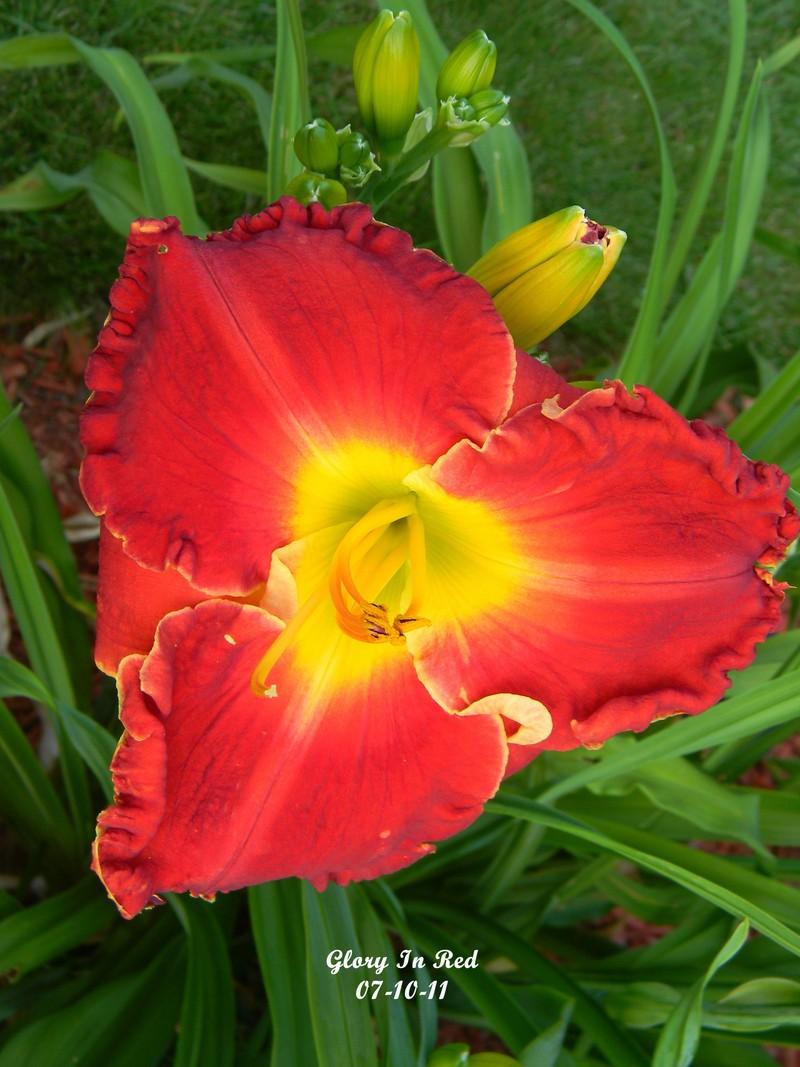 Photo of Daylily (Hemerocallis 'Glory in Red') uploaded by mattsmom
